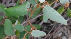 Lasiopetalum