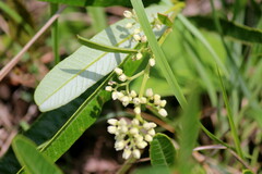Ozoroa