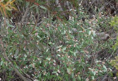 Lasiopetalum