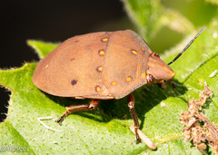 Solenosthedium chinense