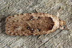 Agonopterix heracliana