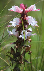 Satyrium sphaerocarpum