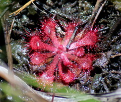 Drosera natalensis