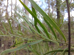 Acacia viscidula