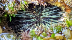 Stomopneustes variolaris