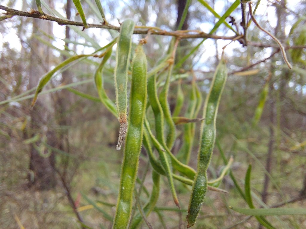 Sticky Wattle