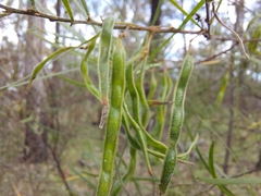 Acacia viscidula