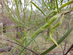 Acacia viscidula