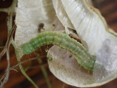 Epiphyas postvittana