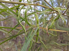 Acacia viscidula