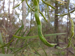 Acacia viscidula