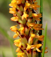 Disa chrysostachya