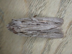 Lithophane leautieri