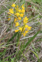 Eulophia odontoglossa