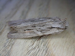 Lithophane leautieri