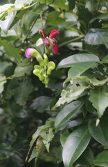 Canavalia bonariensis