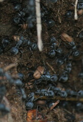 Polyrhachis schistacea