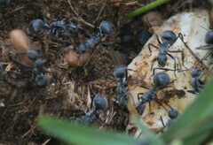 Polyrhachis schistacea