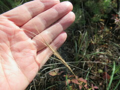 Elymus gmelinii