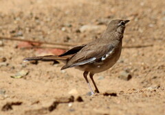 Cercotrichas quadrivirgata