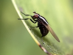 Poecilohetaerus aquilus