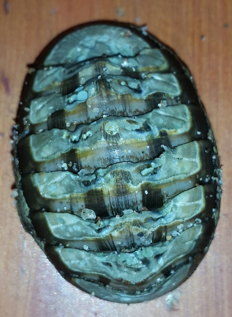 smooth Panama chiton
