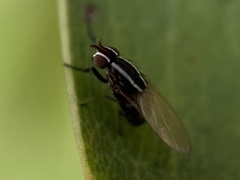 Poecilohetaerus aquilus