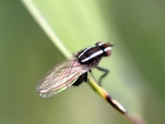 Poecilohetaerus aquilus