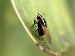 Poecilohetaerus aquilus