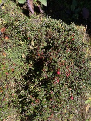 Cotoneaster microphyllus