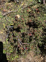 Cotoneaster microphyllus