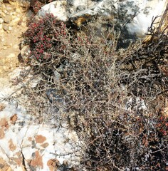 Helichrysum asperum asperum