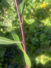 Salix denticulata