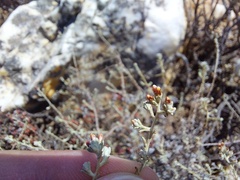 Helichrysum asperum asperum