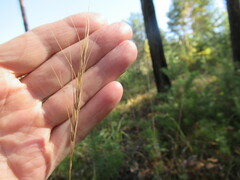 Elymus gmelinii