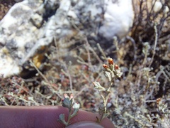 Helichrysum asperum asperum