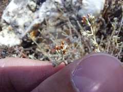 Helichrysum asperum asperum