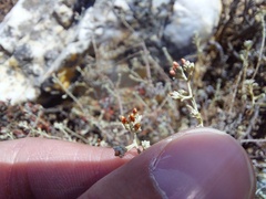 Helichrysum asperum asperum