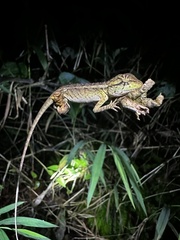 Calotes emma