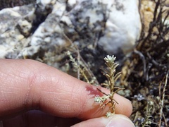 Helichrysum asperum asperum