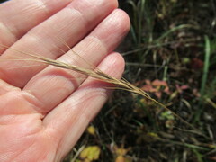 Elymus gmelinii