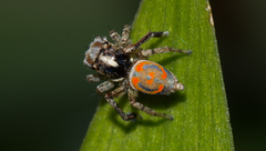 Maratus literatus