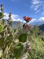 Colquhounia coccinea