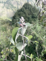Colquhounia coccinea