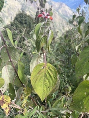 Colquhounia coccinea