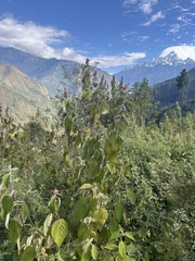 Colquhounia coccinea