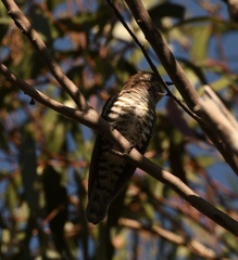 Chrysococcyx lucidus