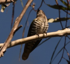 Chrysococcyx lucidus