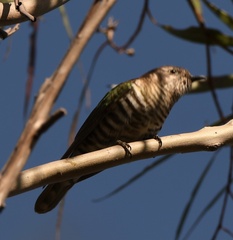 Chrysococcyx lucidus
