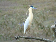 Pilherodius pileatus